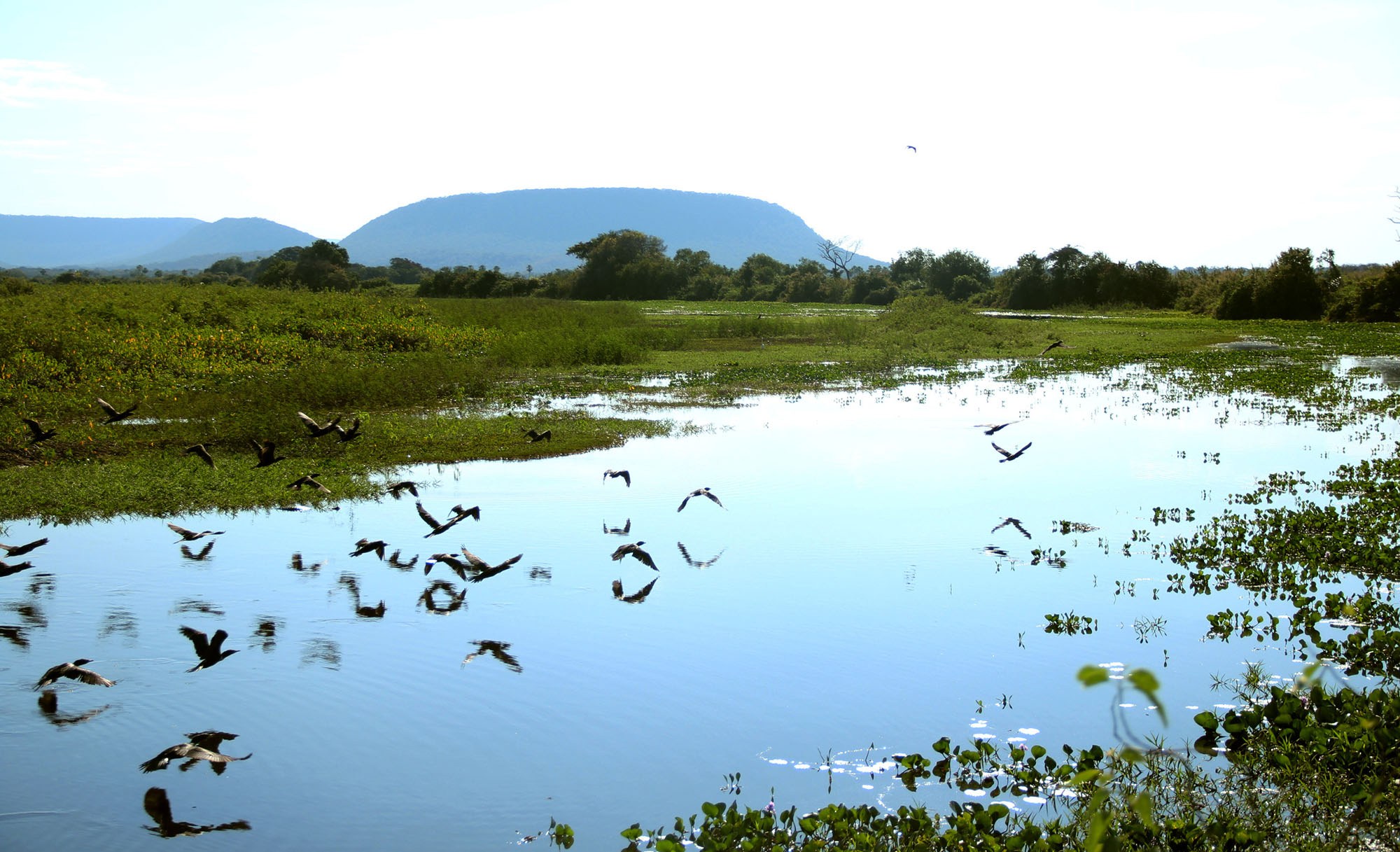 Dia da árvore será comemorado com ações de educação ambiental e arborização