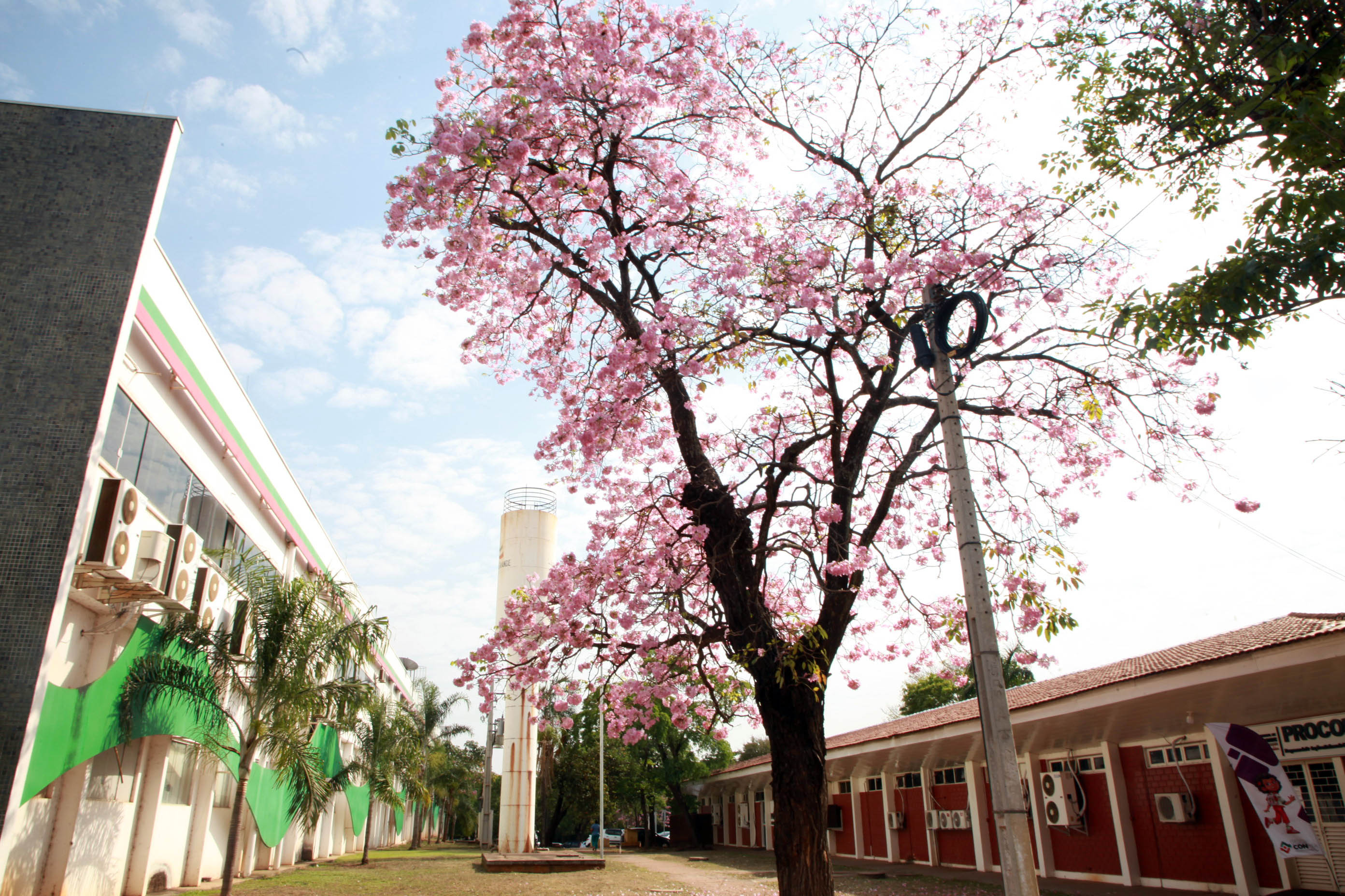 Dia Mundial do Meio Ambiente: VG e MP lançam projeto Adote um Espaço  