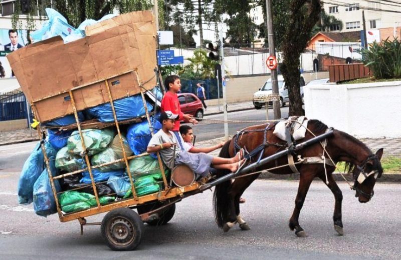 LEI DE CUIABÁ: CONTRA MAUS-TRATOS A ANIMAIS