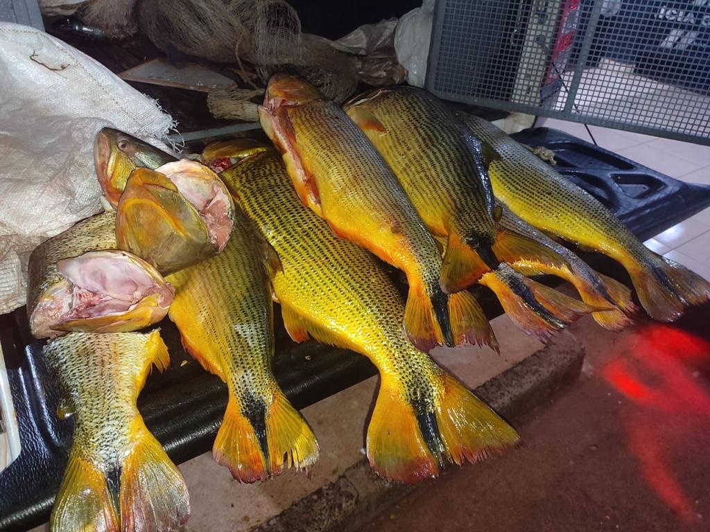 Operação Piracema apreende jacaré e 371 kg de pescado ilegal 
