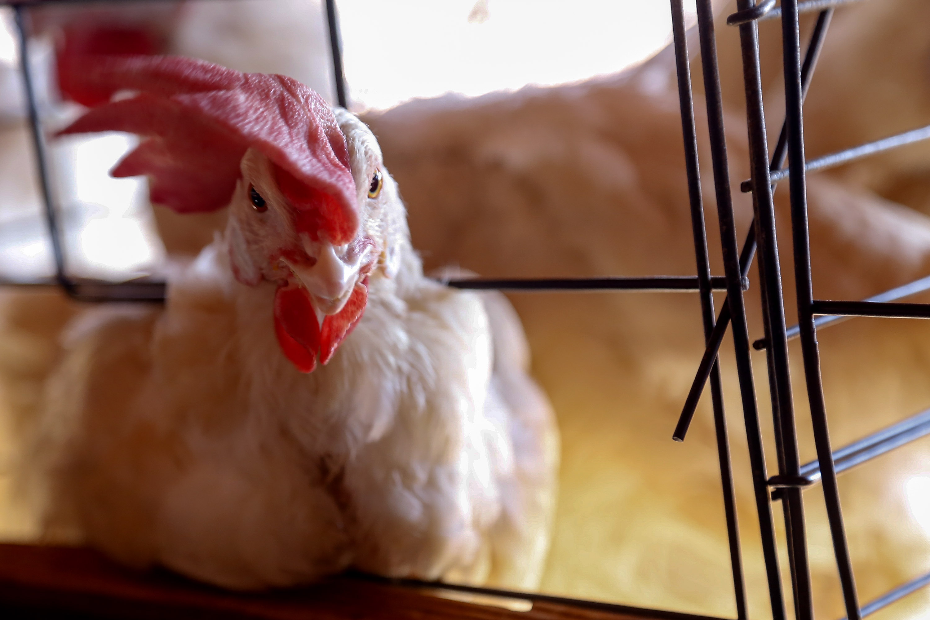 Caso de gripe aviária é investigado em MT, informa Ministério da Agricultura