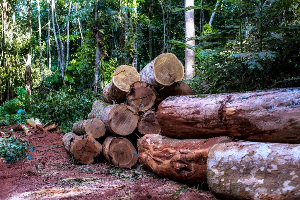 Sem lei que difere cobrança do ICMS não haverá sustentabilidade florestal nem econômica, aponta Cipem