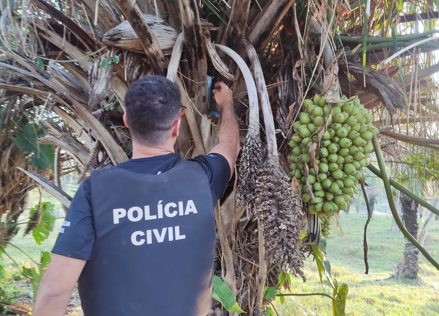 Operação Bacuri descobre drogas escondidas em árvore e prende traficante