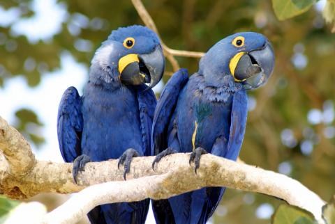 Em nota, sindicato defende abate de aves exóticas em Mato Grosso