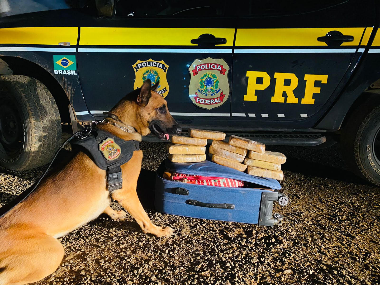 Cão farejador ajuda PF a apreender 11 kg de pasta base de cocaína