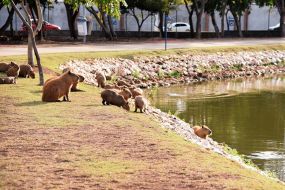 Cuiabá firma termo de cooperação com UFMT sobre manejo de capivaras