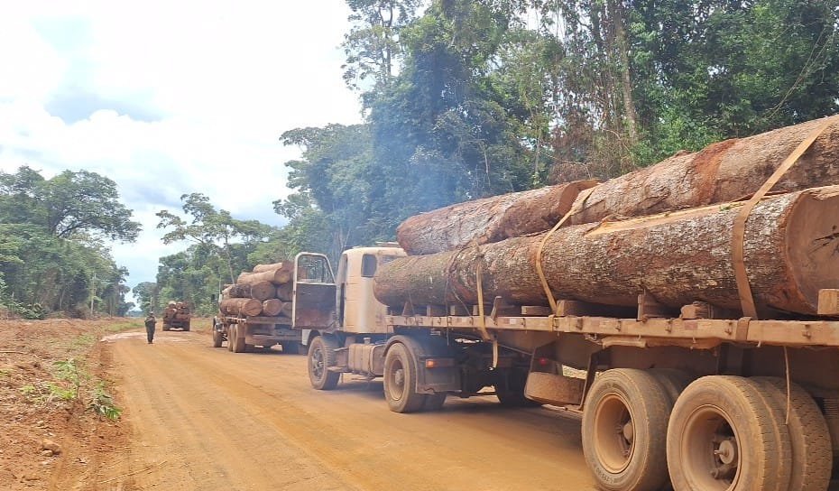 Operação da PM apreende madeira ilegal no interior de MT