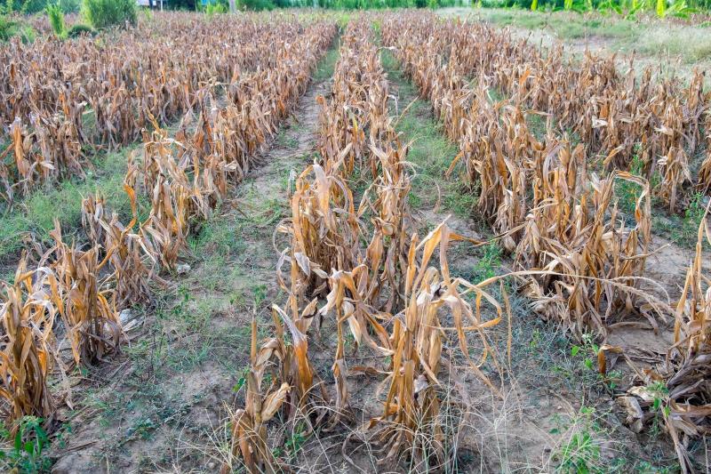 Onda de calor ameaça safra em Mato Grosso: produtores sofrem impactos