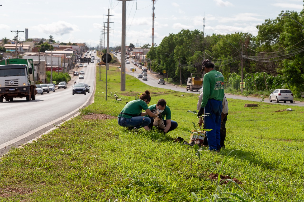 TJMT realizou plantio de árvores na Avenida das Torres