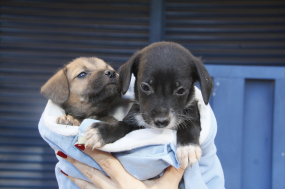 Diretoria de Bem-estar animal promove adoção responsável de caninos