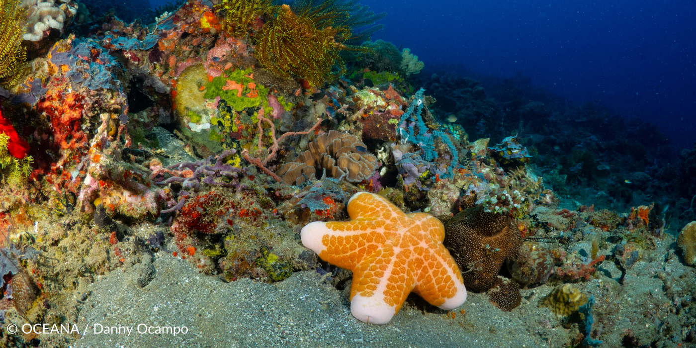 10 MOTIVOS PARA PROTEGER OCEANOS E VIDA MARINHA