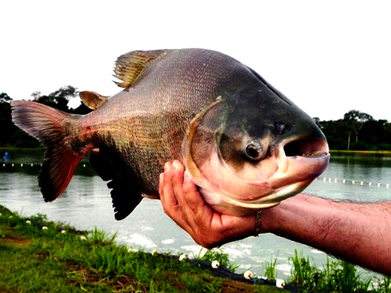 VG anuncia Peixe Santo em 9 pontos; preço do ano passado