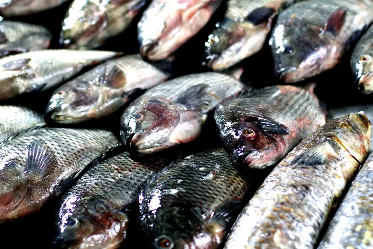 Estado: pesquisadores tentam eliminar Salmonella em peixes nativos