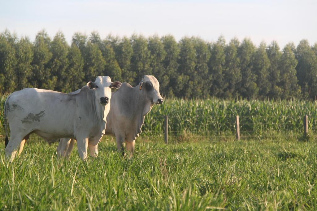 Agronegócio estima novo recorde em Mato Grosso com cifra de R$ 78 bilhões 