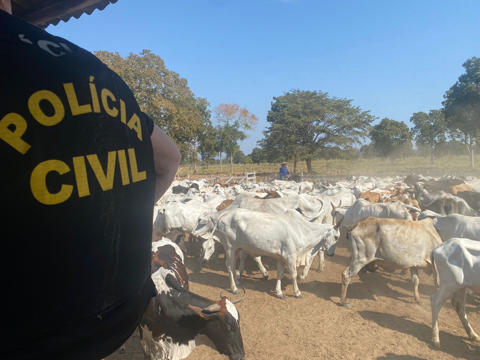 PC recupera gado furtado e apreende armas na zona rural de Cáceres