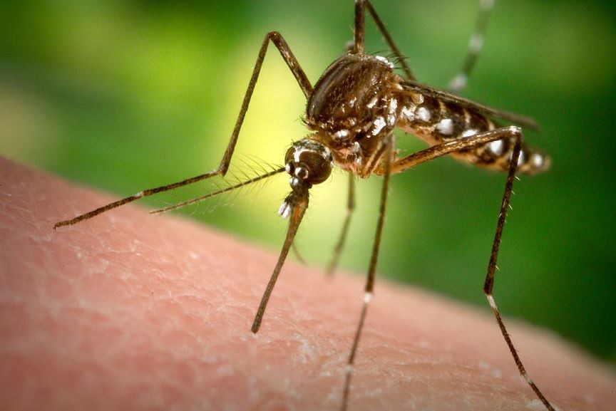 Saúde de VG alerta sobre surto de febre chikungunya; 2,3 mil casos 