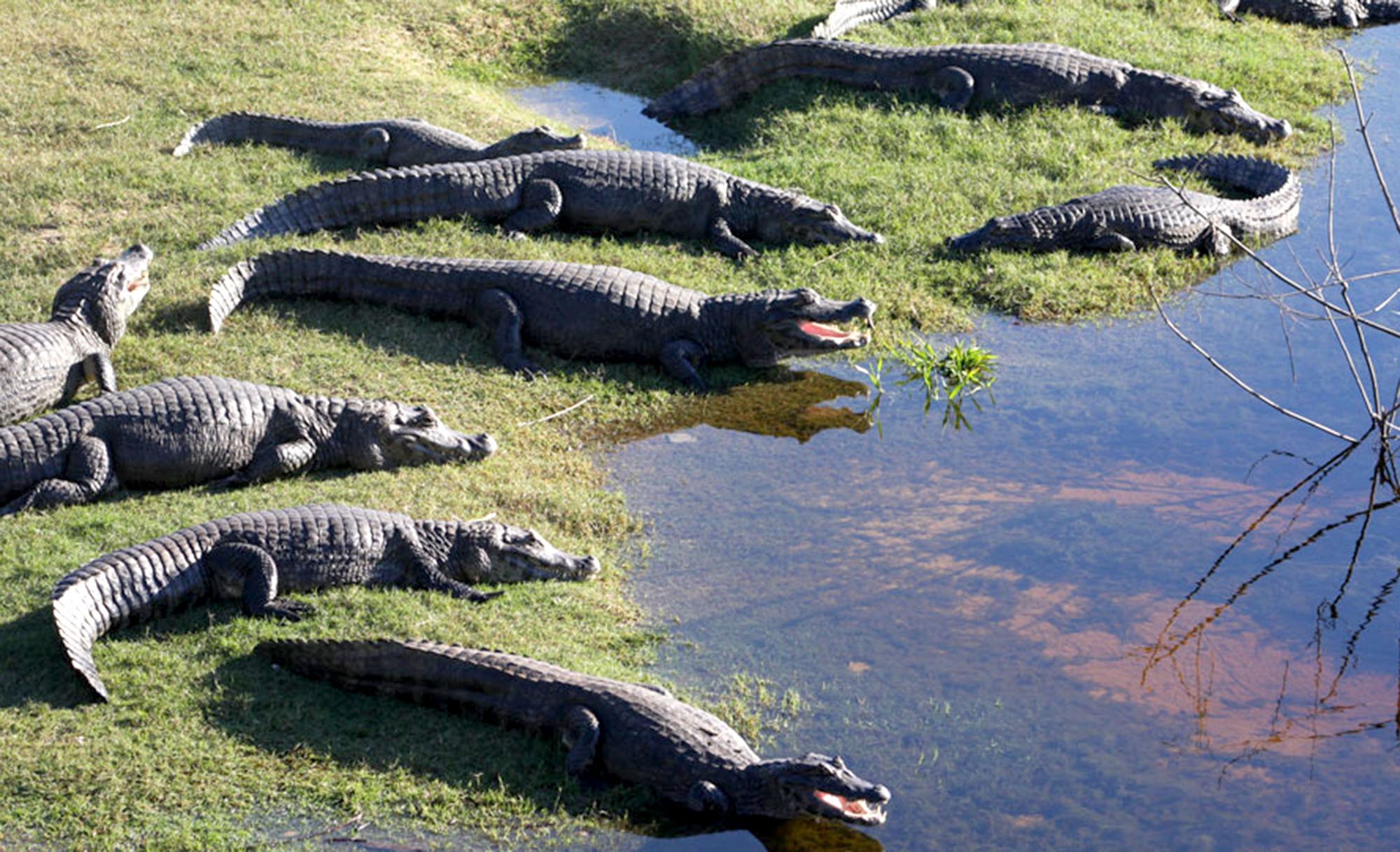 Ministros debatem Estatuto do Pantanal em evento na AL